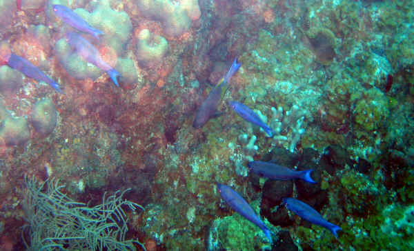 St. Croix SCUBA Diving - U.S. Virgin Islands