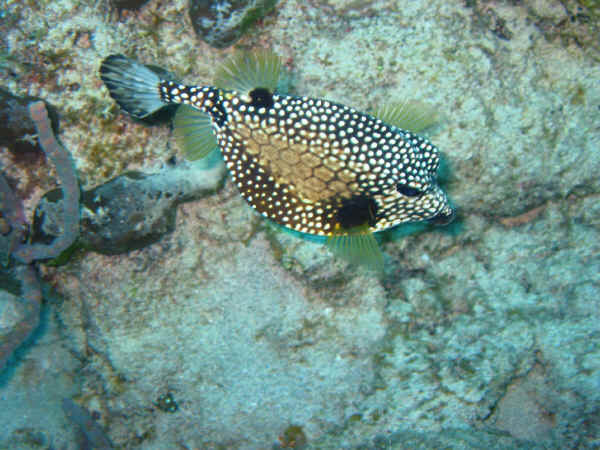 St. Croix SCUBA Diving - U.S. Virgin Islands TrunkFish