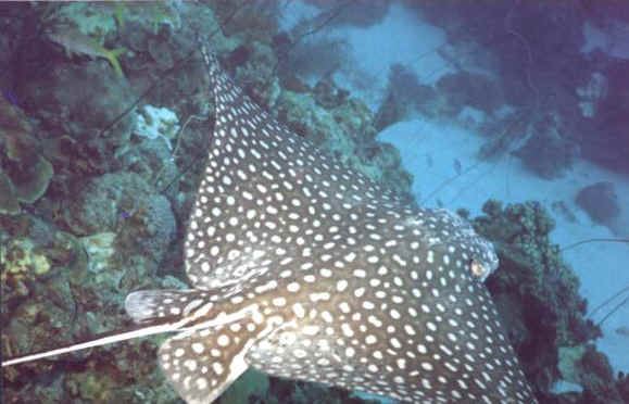 St. Croix SCUBA Diving - U.S. Virgin Islands - Eagle Ray