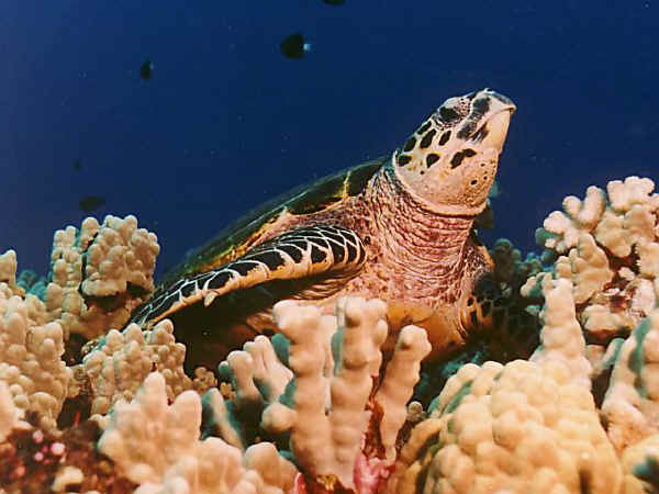 St. Croix SCUBA Diving - U.S. Virgin Islands - Hawksbill Turtle