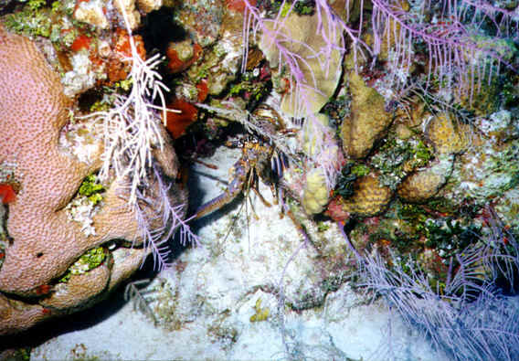 St. Croix SCUBA Diving - U.S. Virgin Islands