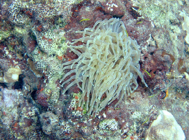 St. Croix SCUBA Diving - U.S. Virgin Islands 17