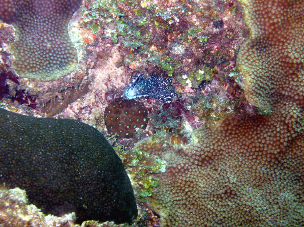 St. Croix SCUBA Diving - U.S. Virgin Islands Moray Eel