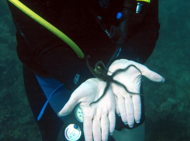 St. Croix SCUBA Diving - U.S. Virgin Islands 19