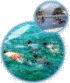 St. Croix Snorkel Trips