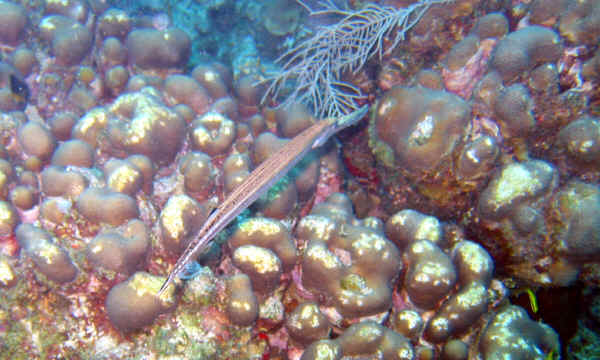 St. Croix SCUBA Diving - U.S. Virgin Islands