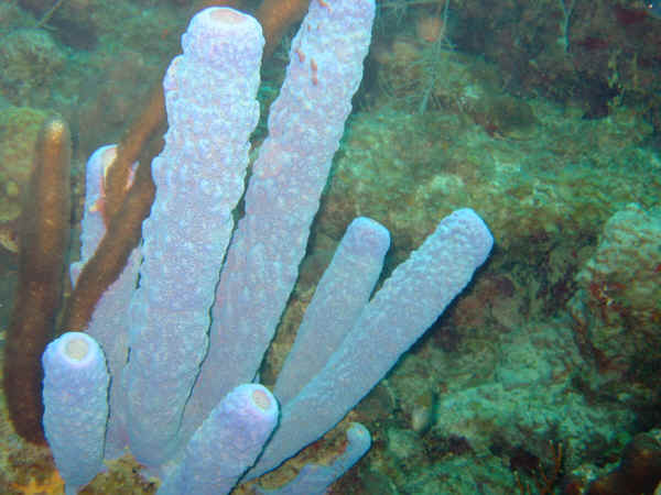 St. Croix SCUBA Diving - U.S. Virgin Islands 10