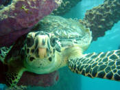 Hawksbill Turtle, St Croix